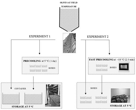 medium/medium-GYA-73-03-e467-gf1.png